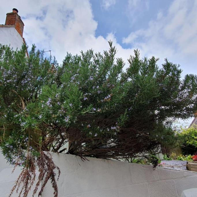 Priory Cottage Westbury  Exterior photo